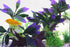 AQUA KT Purple Aquarium Landscape Simulation Artificial Plant, Plastic Fish Tank Decoration, Aquatic Water Plant