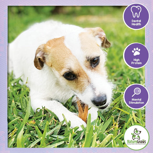 Nature Gnaws Braided Gnaws for Dogs - 5-6" (10 Count), Long Lasting Natural Beef Bully Stick Combo