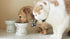 Necoichi Elevated Dog Food Bowl, Non-slip for Small Dogs, Dishwasher and Microwave Safe, Japan's No.1 Seller (Dog, Food