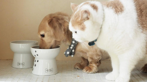 Necoichi Raised Dog Water Bowl - Elevated Non-slip Feeder for Dogs & Cats, Dishwasher Safe
