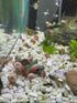 DVZN Aquatics Shrimp & Snail Food (None)