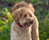 Educator CPAD-011 Dog Training Collar Receiver Contact Pad, Winged Ultra Comfort Brass, Reduces Irritation for Long