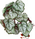 2Pcs Artificial Reptile Plant, Plastic Simulation Vine Aquarium Fish Leaves Decoration with Suction Cup