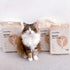 FUKUMARU Tofu Cat Litter, 18 lbs, Flushable, Clumping, Dust Free, Natural Unscented, Low Tracking, Odor Control