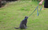 AMAGOOD 6 FT Puppy/Dog Leashes, Strong Traditional Style with Easy Collar Hook (Blue, 5/8" x 6 Feet)