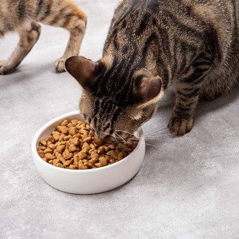 Classic Ceramic Pet Bowl for Cats, 12 Ounce Dish for Food and Water