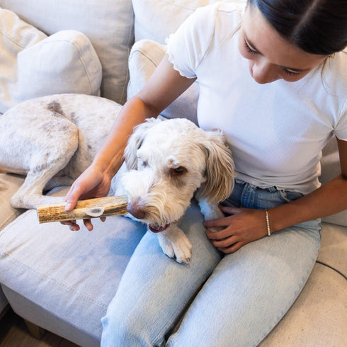 Premium Elk Antlers for Large Dogs by Good Trouble Pets - All-Natural Shed Antler Chews for Dental Health & Calming