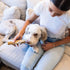Premium Elk Antlers for Large Dogs by Good Trouble Pets - All-Natural Shed Antler Chews for Dental Health & Calming
