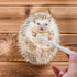 (2PC) Mini Pet Toothbrush Mini Head Soft Bristles Gentle Pet Toothbrush for Small Pets Dental Care Hedgehog Rat Ferret