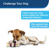 PetSafe Busy Buddy Bristle Bone, Treat-Holding Toy for Dogs with Treat Rings Included, Purple, Small