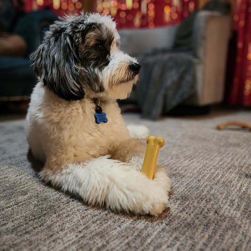 Nylabone Original Power Chew Toy for Dogs, Durable Peanut Butter Flavor, Small - Up to 25 lbs, 1 Count