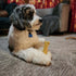 Nylabone Original Power Chew Toy for Dogs, Durable Peanut Butter Flavor, Small - Up to 25 lbs, 1 Count