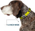 Buckle-Down Dog Collar, Wide Small, Caution Yellow/Black, 13-18"