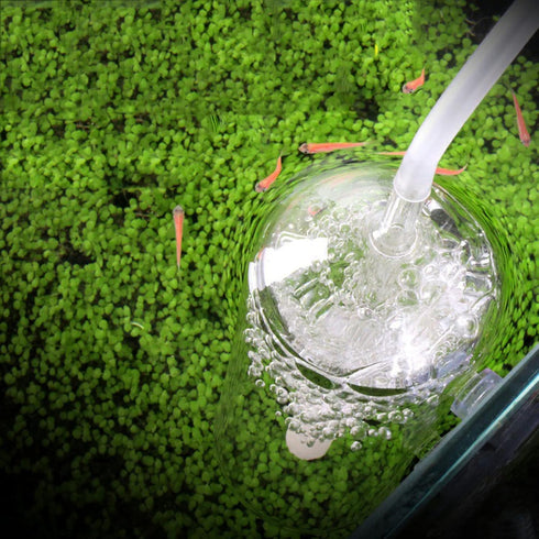 Aquarium Air Bubbler Glass Oxygen Bubbler Cup, High Dissolved Oxygen Device with Water Tube Sucker for Fish Tank