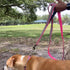 Pawtitas Double Handle Dog Leash Heavy Duty for Training No Pull Leashes Ideal for Medium and Large Dogs | Great for Walking, Running & Training Dog Leash - Medium/Large - Red