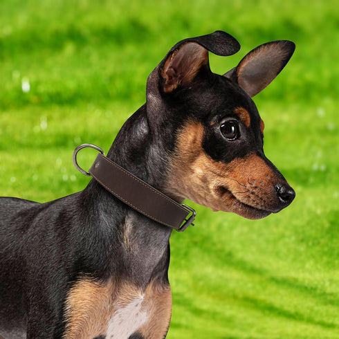 Classic Dog Collar 1.25" Wide, Adjustable Collar for Puppy, Outdoor Accessory for Pets, Full Grain Leather, Handmade, Bourbon Brown