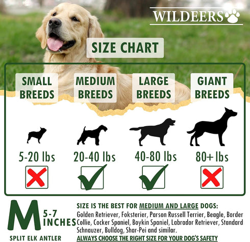 Wildeers Split Elk Antlers for Dogs, Medium 2-Pack, Grade A Antler Chews for Medium and Large Breeds, 5-7" Long