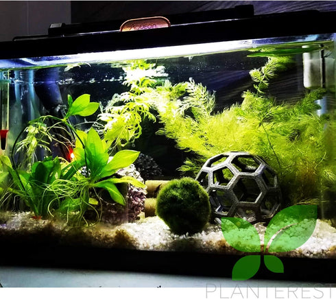 PLANTEREST BUY2GET1FREE | Hornwort Ceratophyllum Demersum Live Aquarium Plant Easy for Beginner Tropical Pond Aquatic