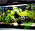 PLANTEREST BUY2GET1FREE | Hornwort Ceratophyllum Demersum Live Aquarium Plant Easy for Beginner Tropical Pond Aquatic
