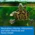 8-Ounce API TURTLE WATER CONDITIONER Water Conditioner Bottle