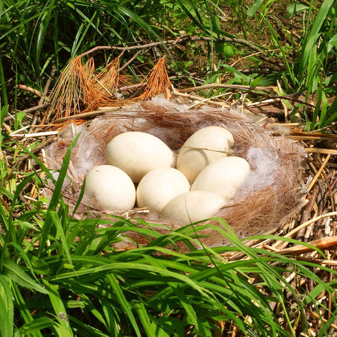 120g/4.23 Oz Mixing Bird Nesting Materials, Parakeet Nesting Hideouts for Canary Coconut Winter Small Bird Cages