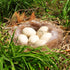 120g/4.23 Oz Mixing Bird Nesting Materials, Parakeet Nesting Hideouts for Canary Coconut Winter Small Bird Cages