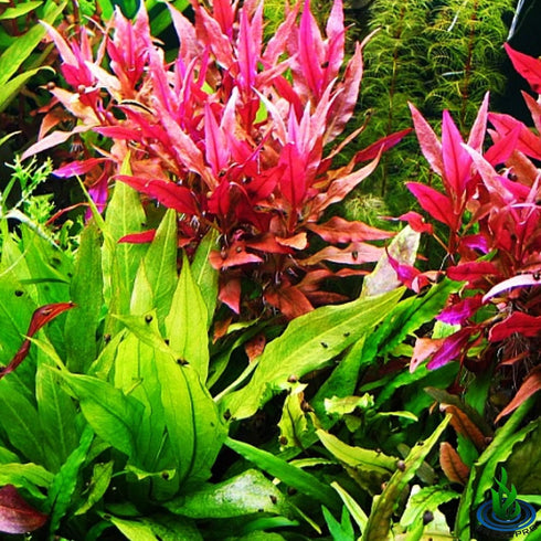 (Alternanthera Reineckii VAR. Rosanervig) Greenpro Alternanthera Reineckii Potted Live Aquarium Plants Easy Super Red