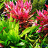 (Alternanthera Reineckii VAR. Rosanervig) Greenpro Alternanthera Reineckii Potted Live Aquarium Plants Easy Super Red