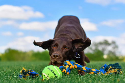 Mammoth Flossy Chews Color 3 Knot Tug with Large Tennis Ball - Premium Cotton-Poly Tug Toy for Large Dogs - 24”