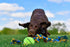 Mammoth Flossy Chews Color 3 Knot Tug with Large Tennis Ball - Premium Cotton-Poly Tug Toy for Large Dogs - 24”