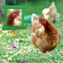 Dplolng Chicken Mirror Toys with Bells, Hanging Swing Mirror, Wooden Pecking Toy, Beak Grinding Molar Stones for Hens