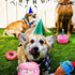 DoreenBow 5 Pack Dog Birthday Toys - Squeaky Birthday Cake Chew Toys for Small Dogs - Plush Birthday Box Gift