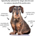 Pride and Groom The Sensitive One Dog Shampoo, All Natural Blend for Puppies & Dogs with Sensitive Skin, 16oz