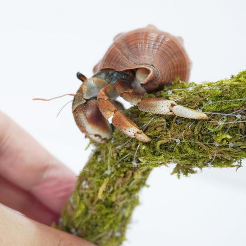 Begeterday 7PCS, 5PCS 1PCS 1PCS Hermit Crab Accessories Include Hermit Crab Shells, Climbing Toy and Hermit Crab