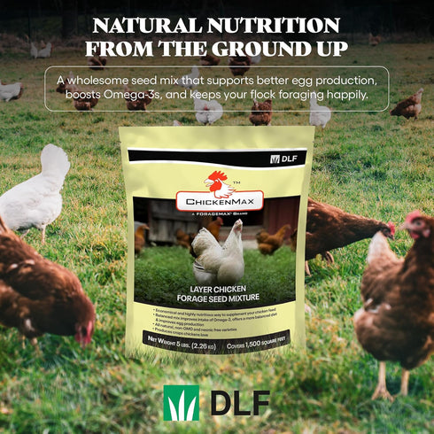 5LB DLF Chicken Max Forage Seed Mixture for Chickens, Poultry, and Farms Layer Mix with Clover, Ryegrass, Buckwheat