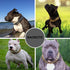 BAOBOTE Gold Chain Dog Collar with Secure Snap Buckle, 19MM Cuban Link for Medium and Large Dogs (26" Gold)