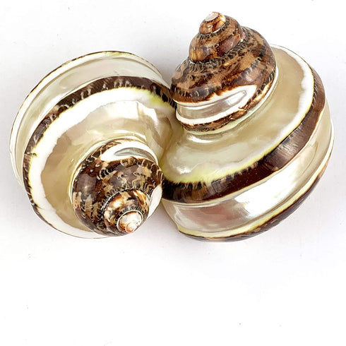 Worlds 2pc Polished Hermit Crab Shells, Turbo Shells Banded Snakeskin Stripe 2"-2-1/2"Inch