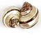 Worlds 2pc Polished Hermit Crab Shells, Turbo Shells Banded Snakeskin Stripe 2"-2-1/2"Inch