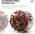 100% Ultum Nature Systems Alternanthera Reineckii Rosaefolia Red Stem Tissue Culture Live Plant for Aquarium