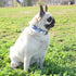 Metal Buckle Dog Collar - Durable Adjustable Soft Collar for Small Medium Large Dogs (M(13-18in), Flower5)