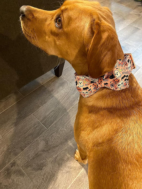 Elegant little tail Fall Dog Collar with Bow - Halloween Pumpkin Bow for Small Dogs, Soft Dog Bowtie Collar