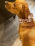 Elegant little tail Fall Dog Collar with Bow - Halloween Pumpkin Bow for Small Dogs, Soft Dog Bowtie Collar