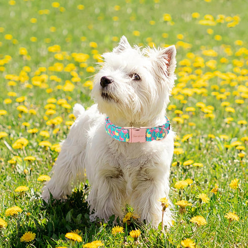 Cute Flamingo Summer Dog Collar, Unique Style Paws Green Adjustable Collar for Small Medium Large Dogs