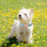 Cute Flamingo Summer Dog Collar, Unique Style Paws Green Adjustable Collar for Small Medium Large Dogs
