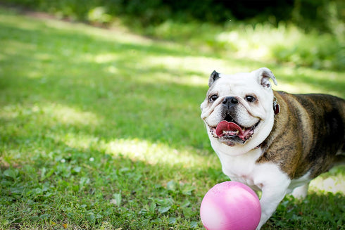6 Inches, 6 Inches/Medium (2506 Jolly Pets Bounce-n-Play Dog Toy Ball, Pink, PK)