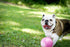 6 Inches, 6 Inches/Medium (2506 Jolly Pets Bounce-n-Play Dog Toy Ball, Pink, PK)