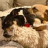 Small Dog Bed, Calming Anti-Anxiety Bed for Small Medium Large Dogs, Machine Washable, Beige