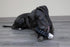 Starmark Everlasting Treat Wheeler Dog Toy, Small
