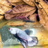 30PCS Indian Almond Leaves for Betta, Large Catappa Leaves for Aquariums, Betta Tank Decorations