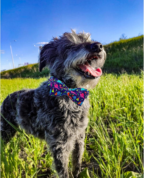 Lionheart Glory Dog Collar, Blue Bow Collar for Boy Dogs, Adjustable Dinosaur Bowtie Collar for Small Dogs Pet Gift